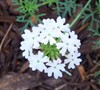 White Moss Verbena