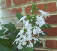 Snow Nymph Salvia Picture