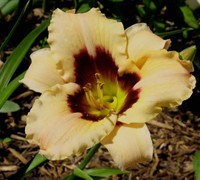 Canadian Border Patrol Daylily Picture