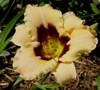 Canadian Border Patrol Daylily