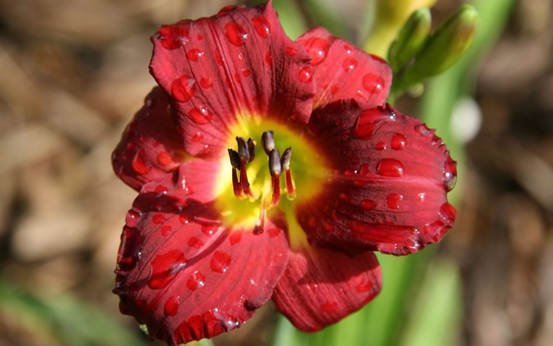 Pardon Me Daylily