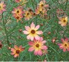 Limerock Dream Coreopsis Picture