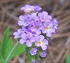 Azure Skies Heliotrope