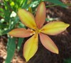 Candy Lily