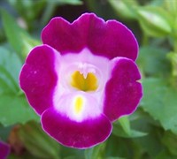 Torenia Clown Rose Picture