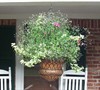 Victorian Hanging Basket Picture