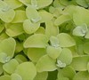 Limelight  Helichrysum