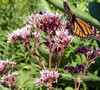 Joe Pye Weed
