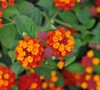 Citrus Lantana