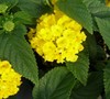 Lucky Yellow Lantana
