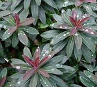 Helena's Blush Euphorbia Picture