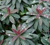 Helena's Blush Euphorbia