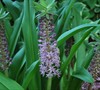 Rueben Pineapple Lily
