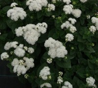 White Hardy Ageratum Picture
