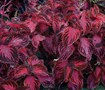 Red Ruffles Sun Coleus