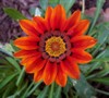 Tiger Stripe Mixed Gazania