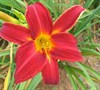 Chicago Fire Daylily