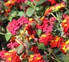 Spreading Sunset Lantana
