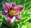 Little Missy Daylily