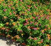 Desert Sunset Lantana