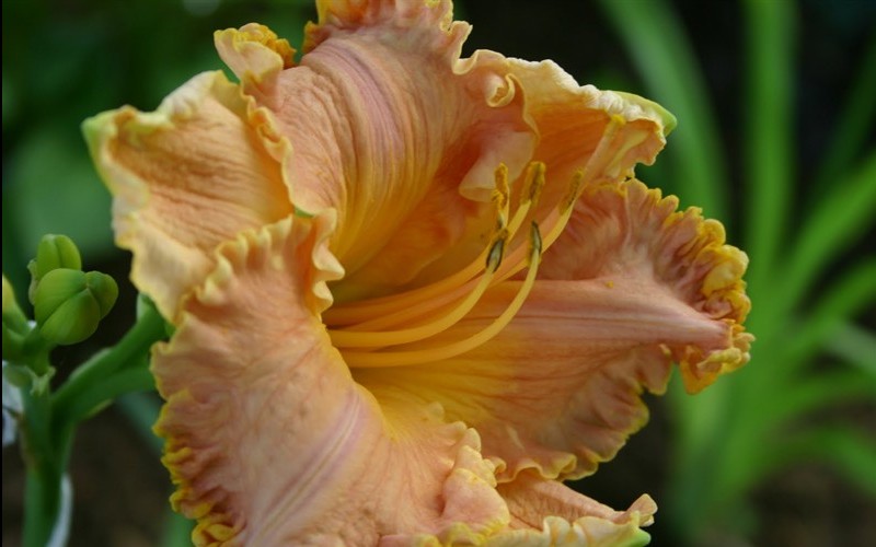 Spacecoast Starburst Daylily Picture.