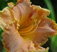 Spacecoast Starburst Daylily Picture