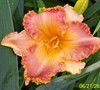 Spacecoast Starburst Daylily