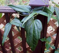 Armandi Evergreen Clematis Picture