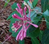 Mardis Gras Coral Honeysuckle