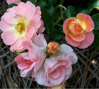 Peach Drift Rose Picture