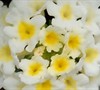 Lucky White Lantana