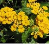 Flowers I want this year.