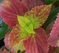 Alabama Sunset Coleus Picture