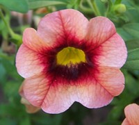 Coralberry Punch Millon Bell Picture