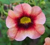 Coralberry Punch Millon Bell