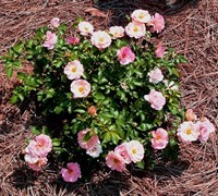 Peach Drift Rose Picture
