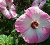 Southern Belle Hibiscus