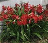 Hardy Amaryllis