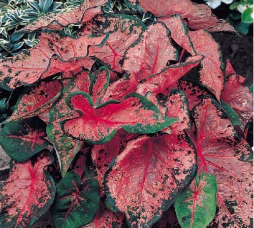 Picture of Pink Beauty Caladium