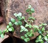 Kewensis Euonymus
