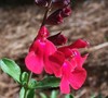Flame Texas Sage