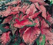 Picture of Pink Beauty Caladium