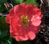 Coral Drift Rose