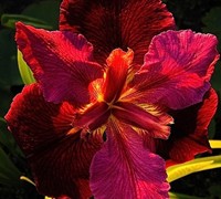 Anne Chowning Iris Picture