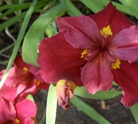 Anne Chowning Louisiana Iris Picture