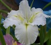 Dural White Butterfly Iris