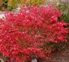 Dwarf Burning Bush