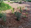 Roadside Bog Garden Picture