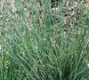 Blue Arrow Juncus