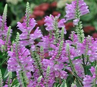 Vivid Obedient Plant Picture